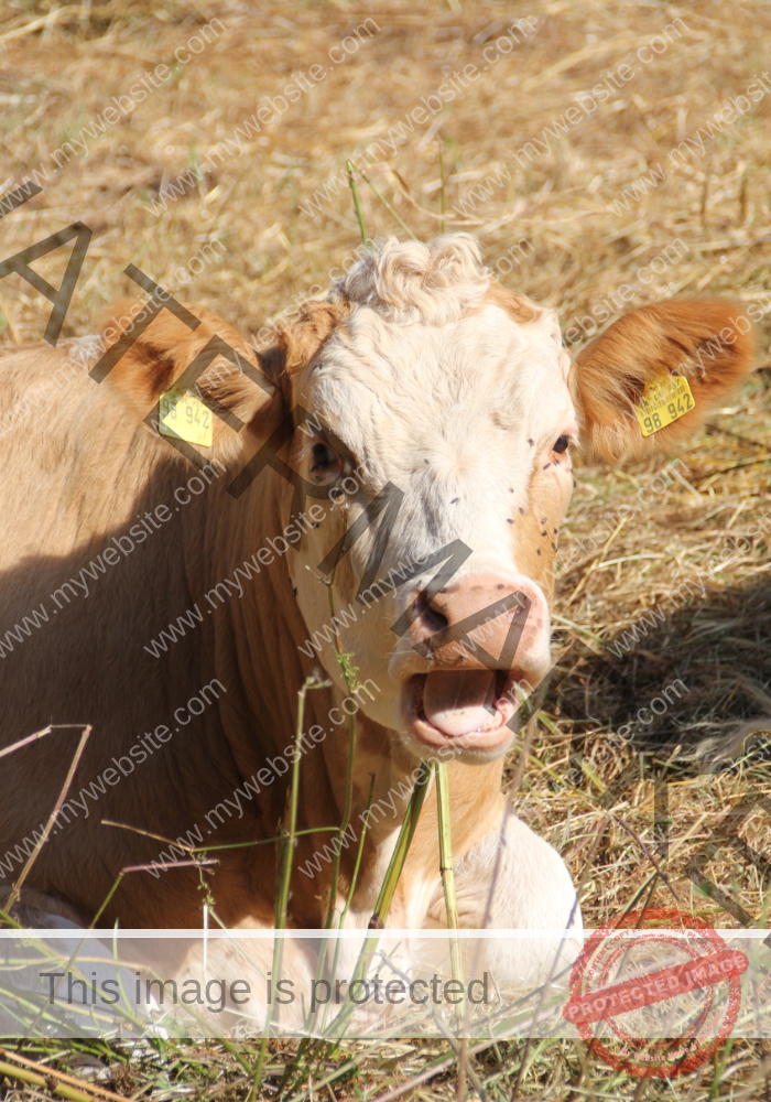 LB Tiere 050