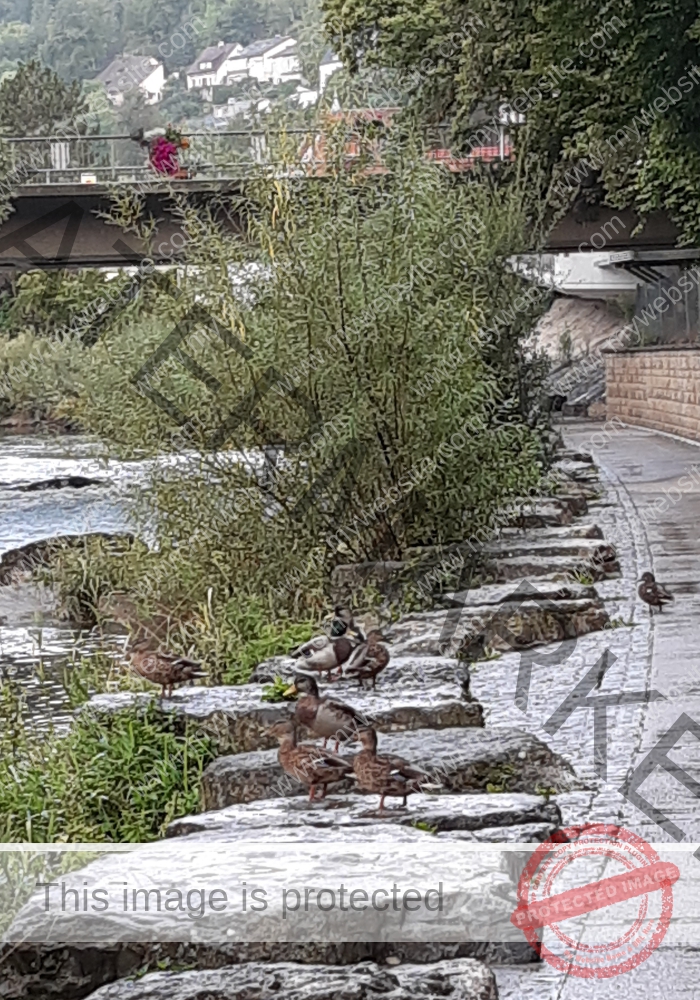 udNeckar 012