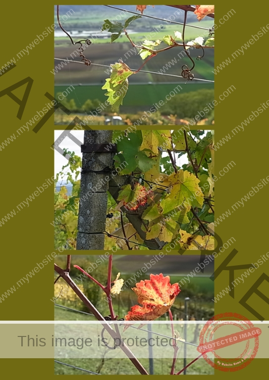 2022-10-18 Wurmlinger Kapelle 04f