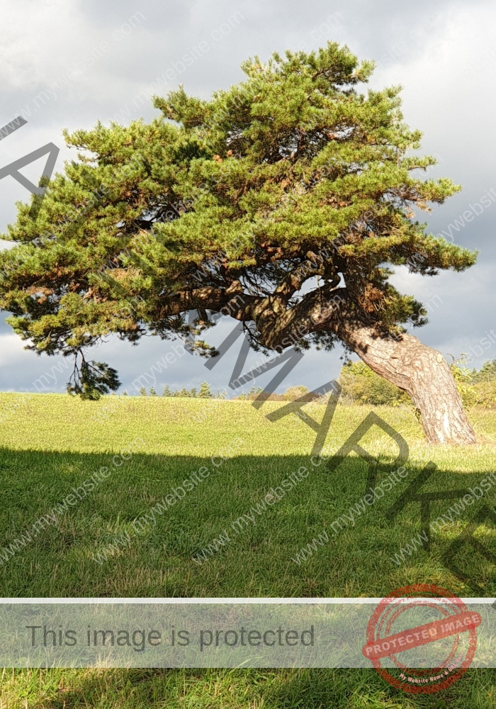 LB Bäume 026