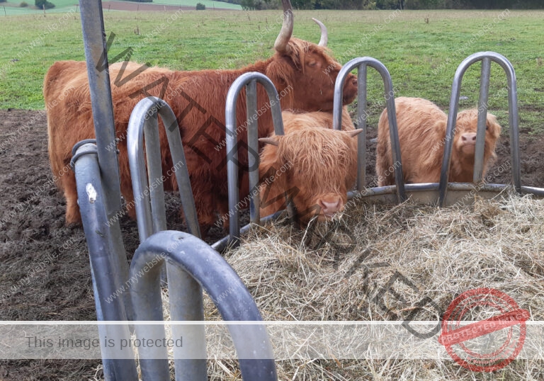 LB Galloways 47