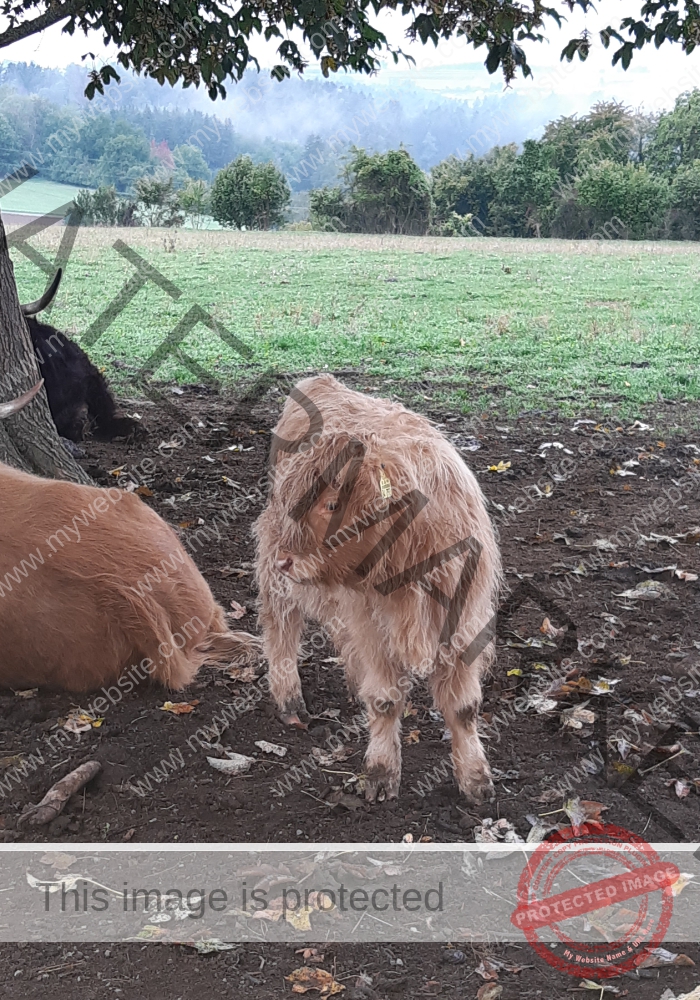LB Galloways 49