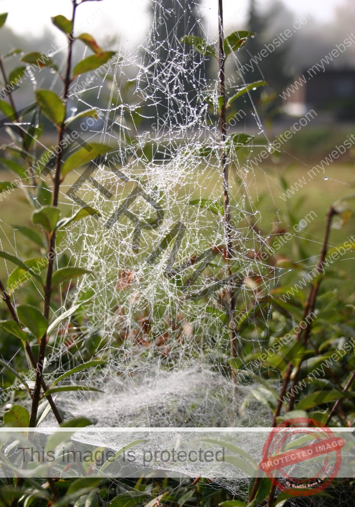 LB Spinnweben 06