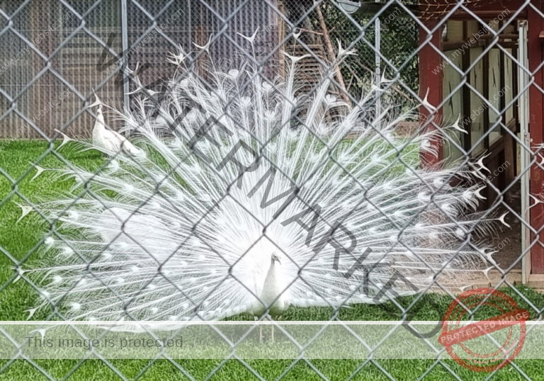 LB Tiere 080