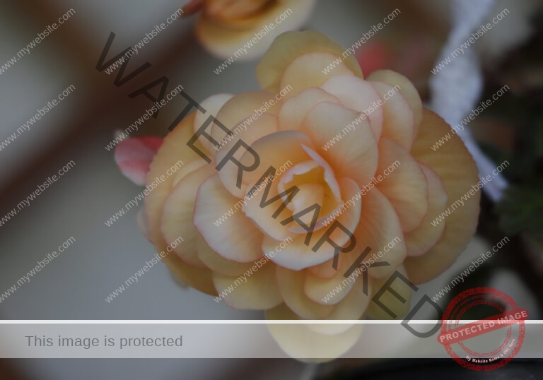 Begonie