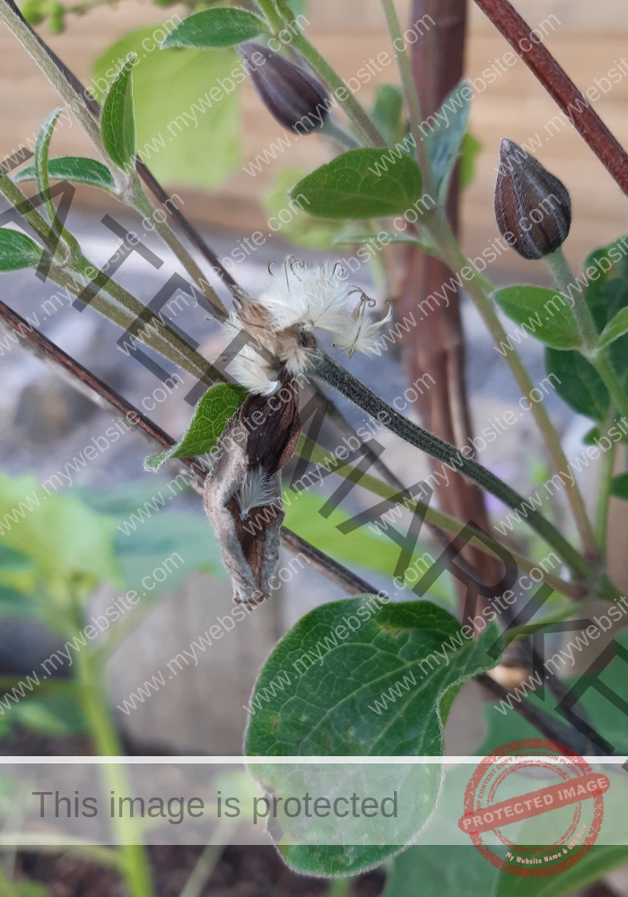 LB col Clematis-l 3