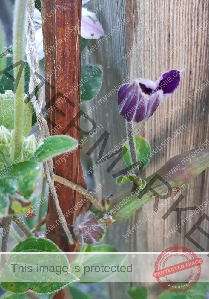 LB col Clematis-l 1