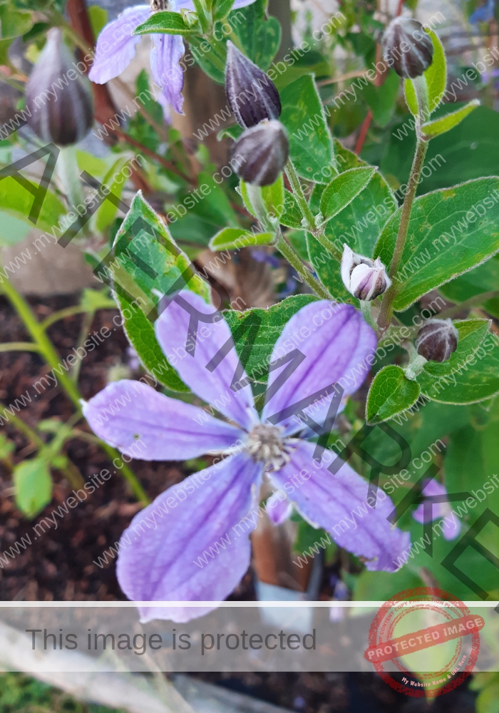 Clematis 1