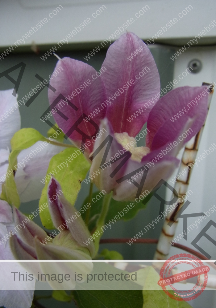 LB col Clematis1