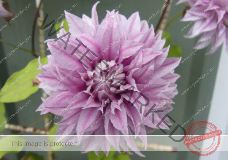 Clematis 2