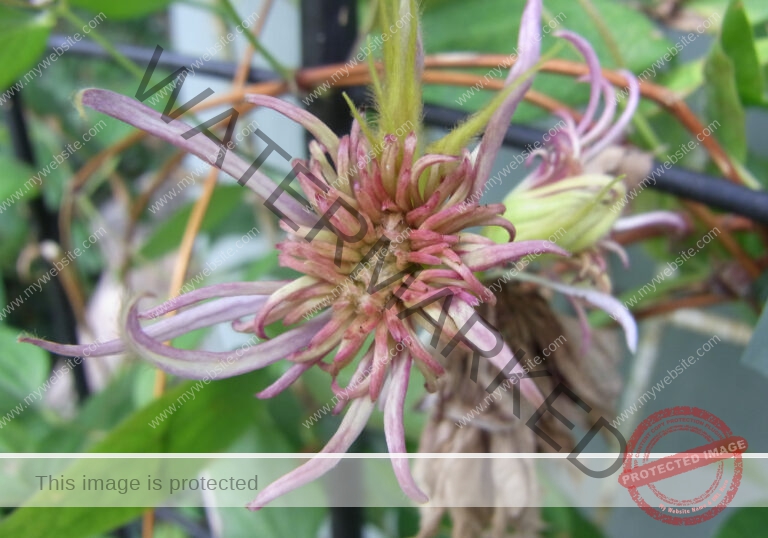 LB col Clematis3