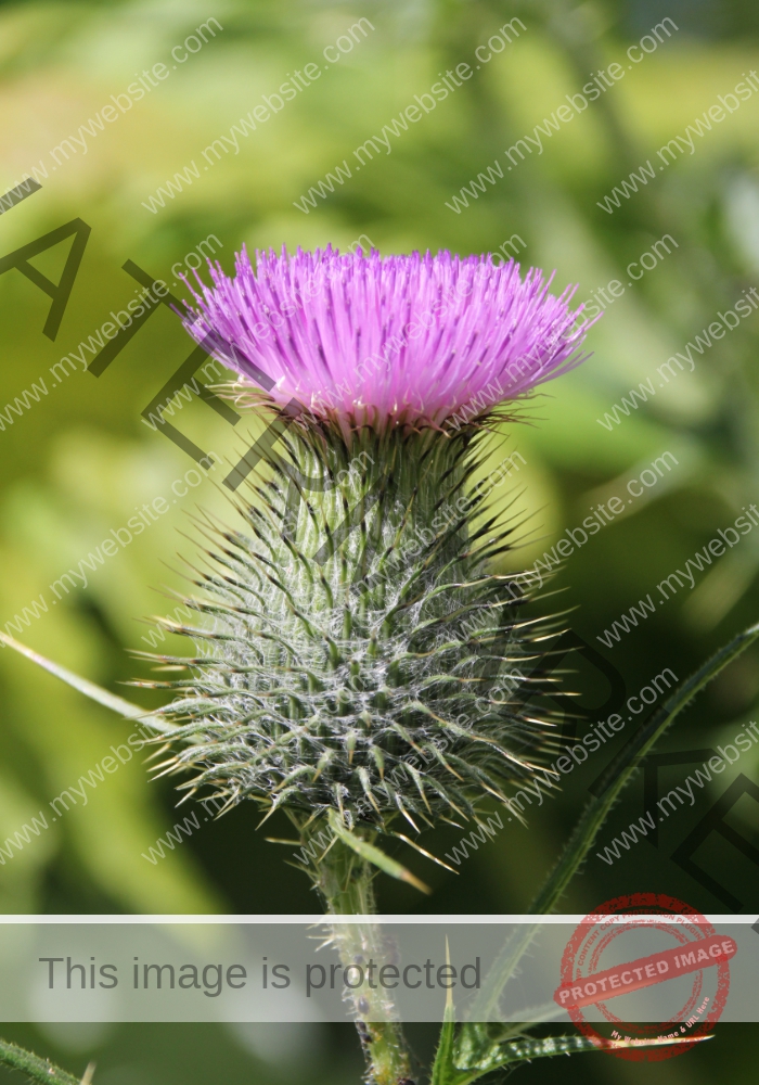 Distel