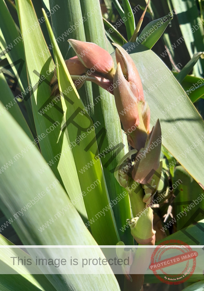 LB col Garten-Yucca1