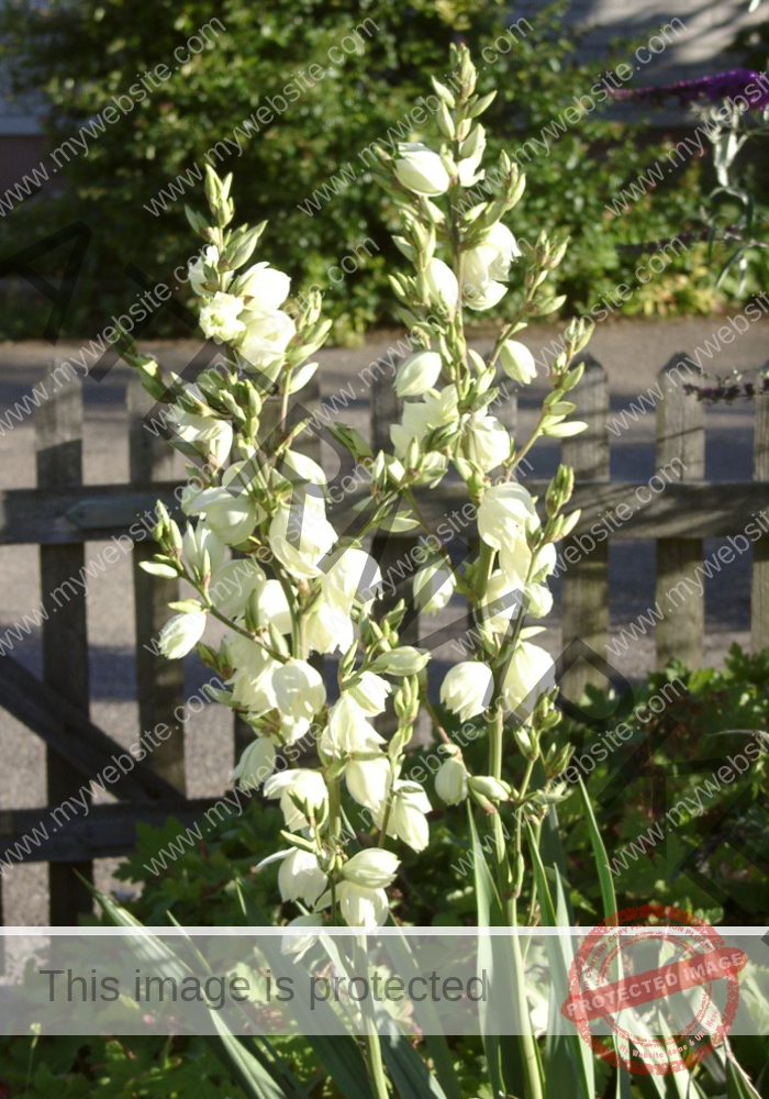 Garten-Yucca