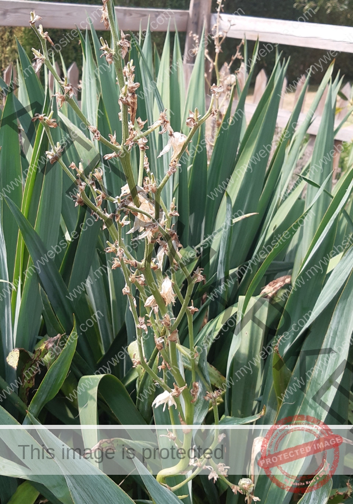 LB col Garten-Yucca3
