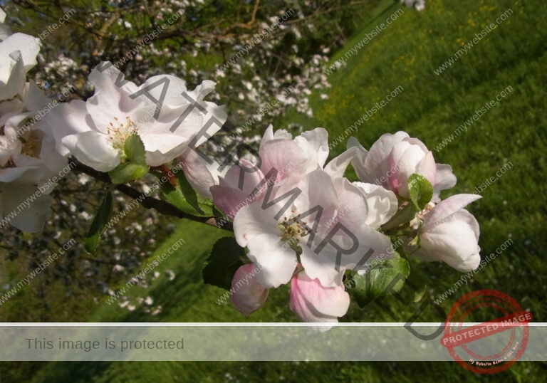 Kirschblüte
