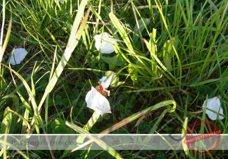 LB col Kirschblüte3
