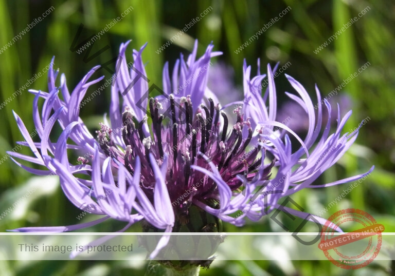 Flockenblume
