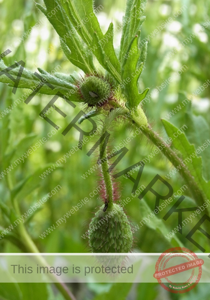 LB col Mohnblume1