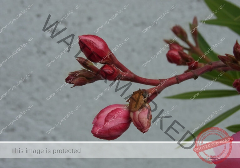 LB col Oleander1