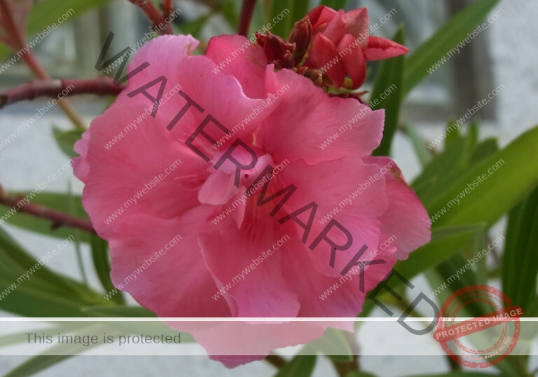 Oleander