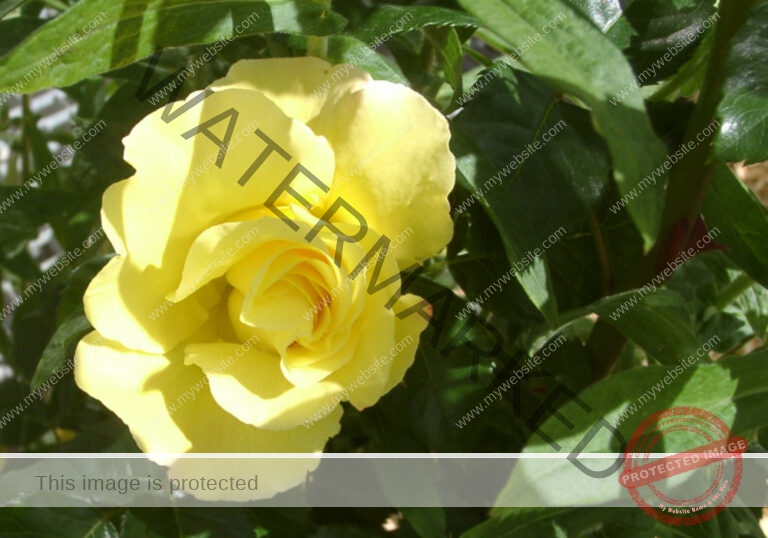 Rose, gelb
