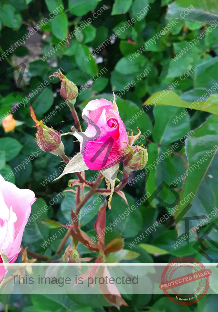 LB col Rose rosa1