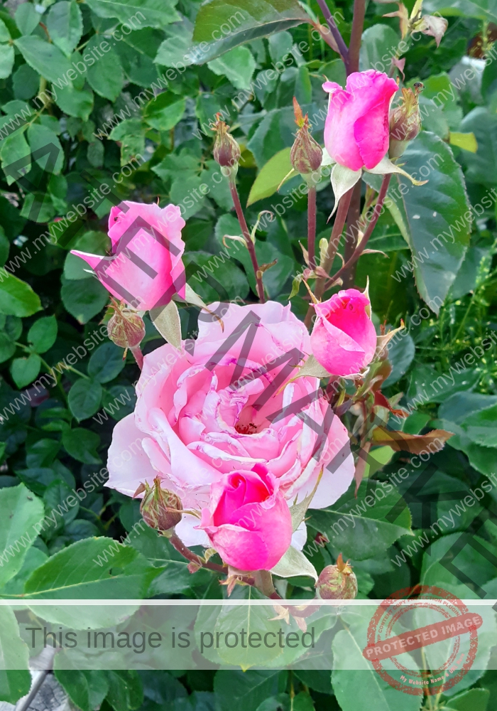 Rose, rosa
