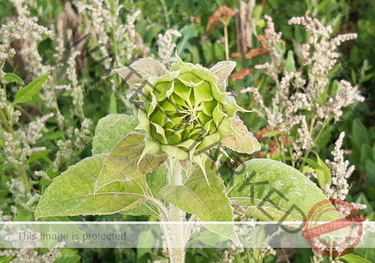 LB col Sonnenblume f1