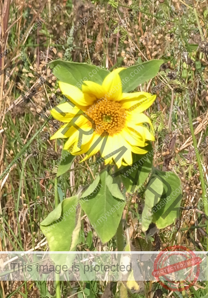 Feld-Sonnenblume
