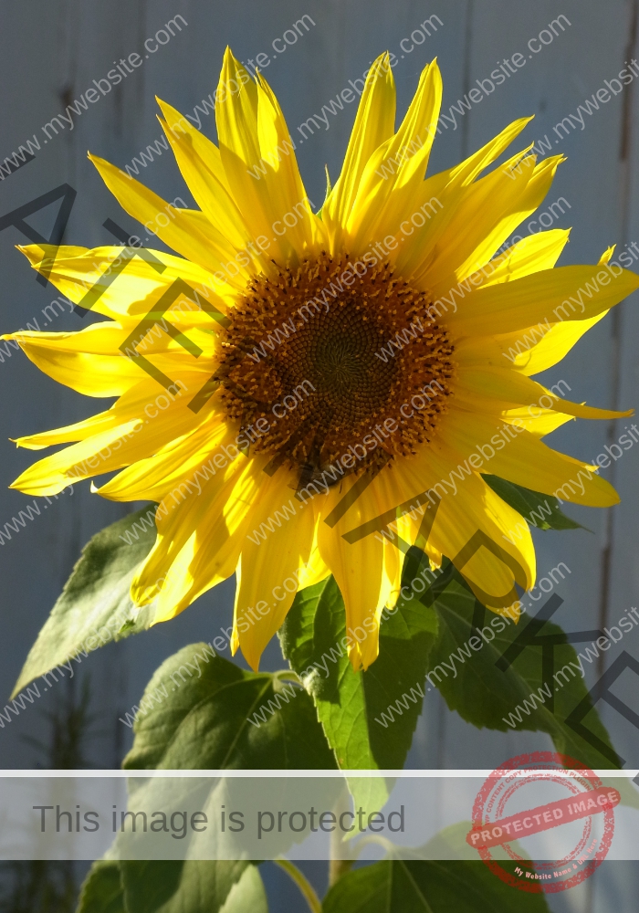 Garten-Sonnenblume