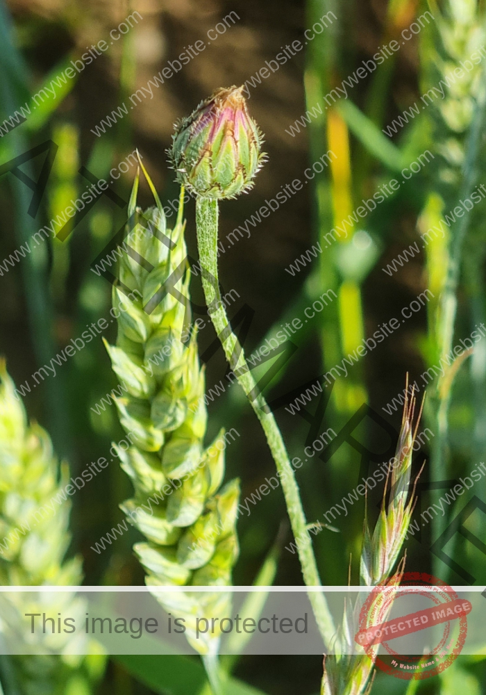 LB col fKornblume1