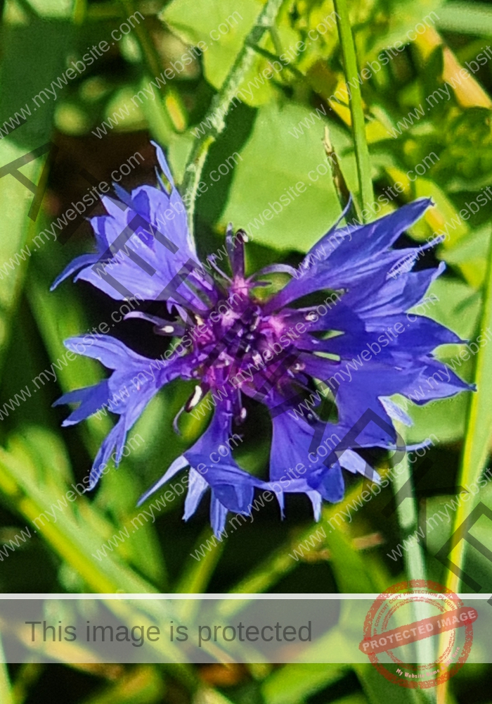 Kornblume