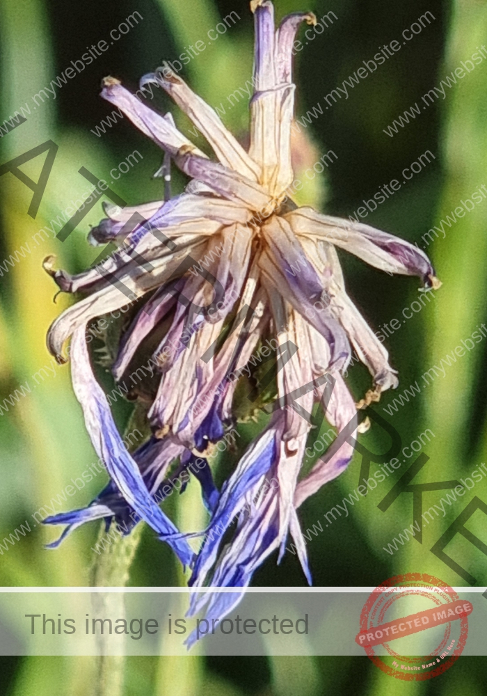 LB col fKornblume3