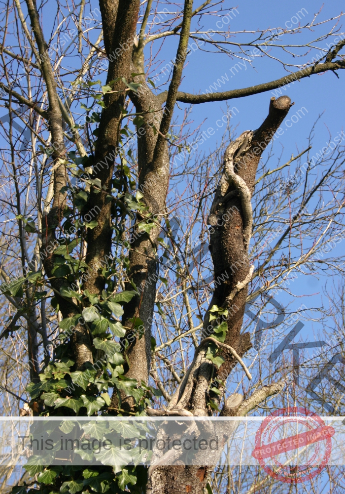ruh Ringmauer-Rundweg 13