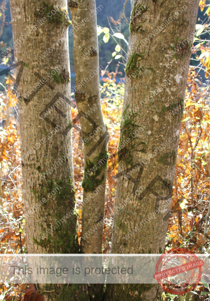 ruh Ringmauer-Rundweg 55