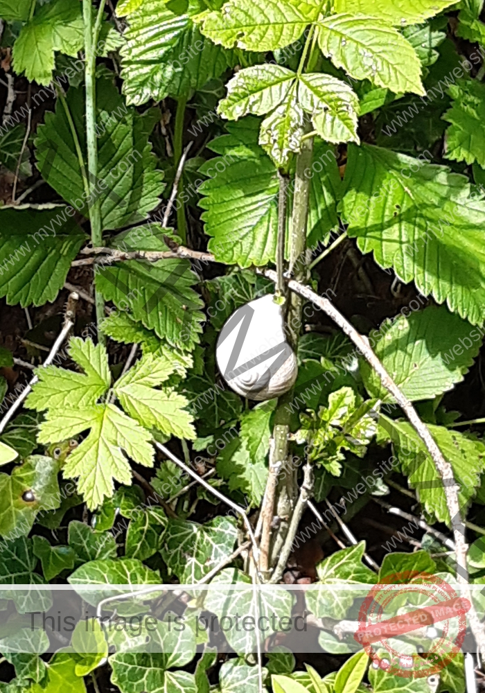 ruh Ringmauer-Rundweg 85