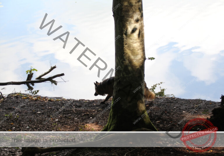 LB 2021-08-26 hinter Baum am Mindelsee