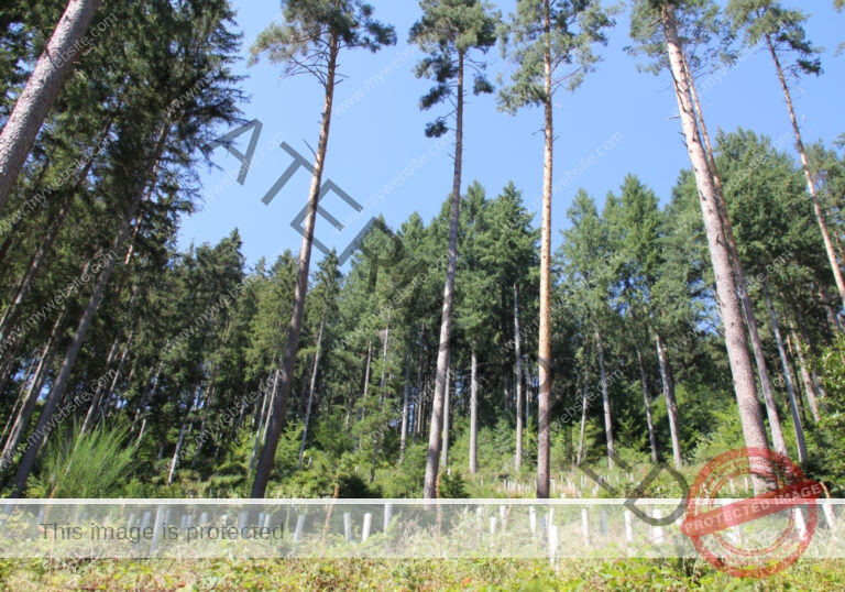 LB Bäume 029