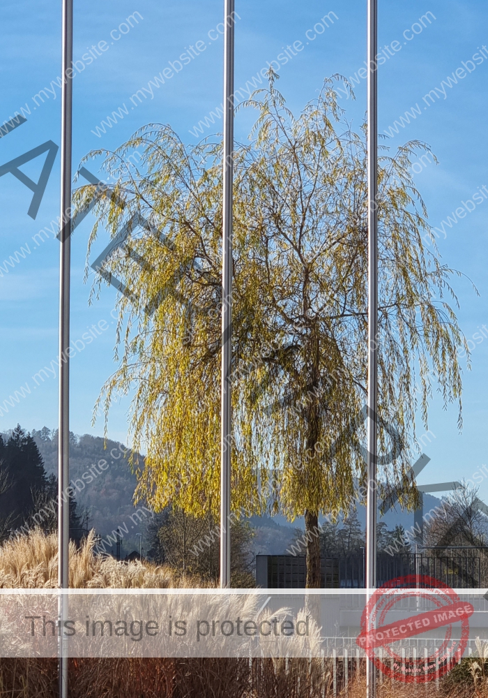 LB Bäume 038
