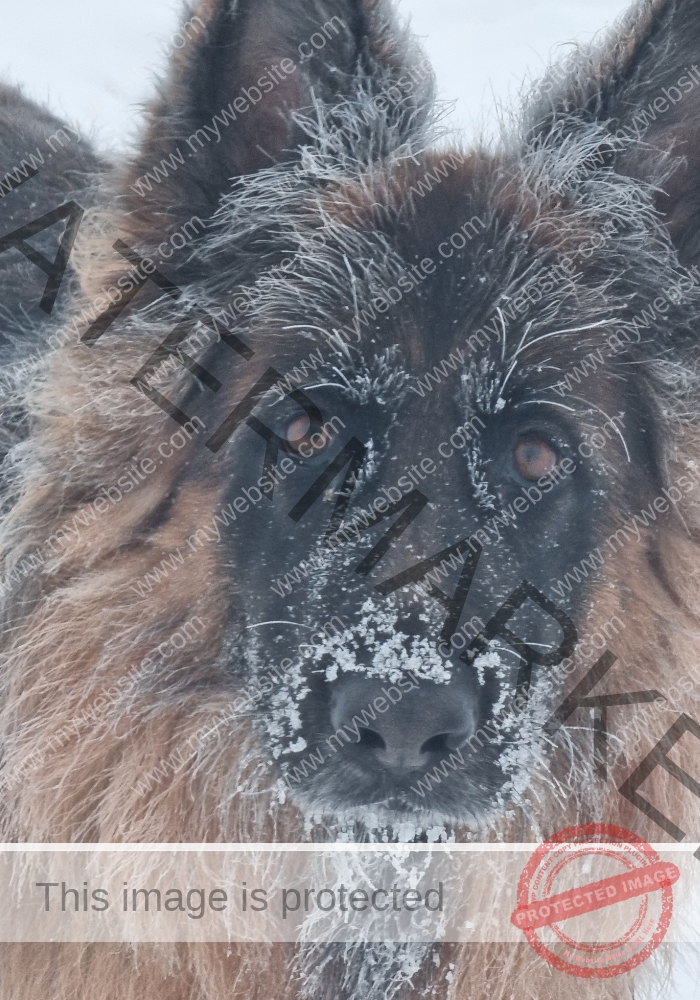 Eyka Schneehund 04