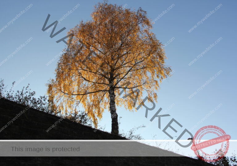 LB Bäume 048