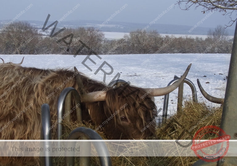 LB Galloways 56