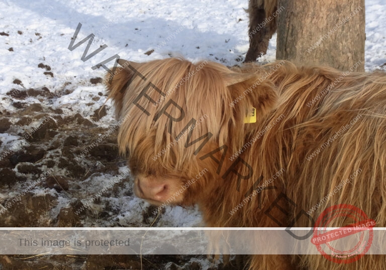 LB Galloways 58