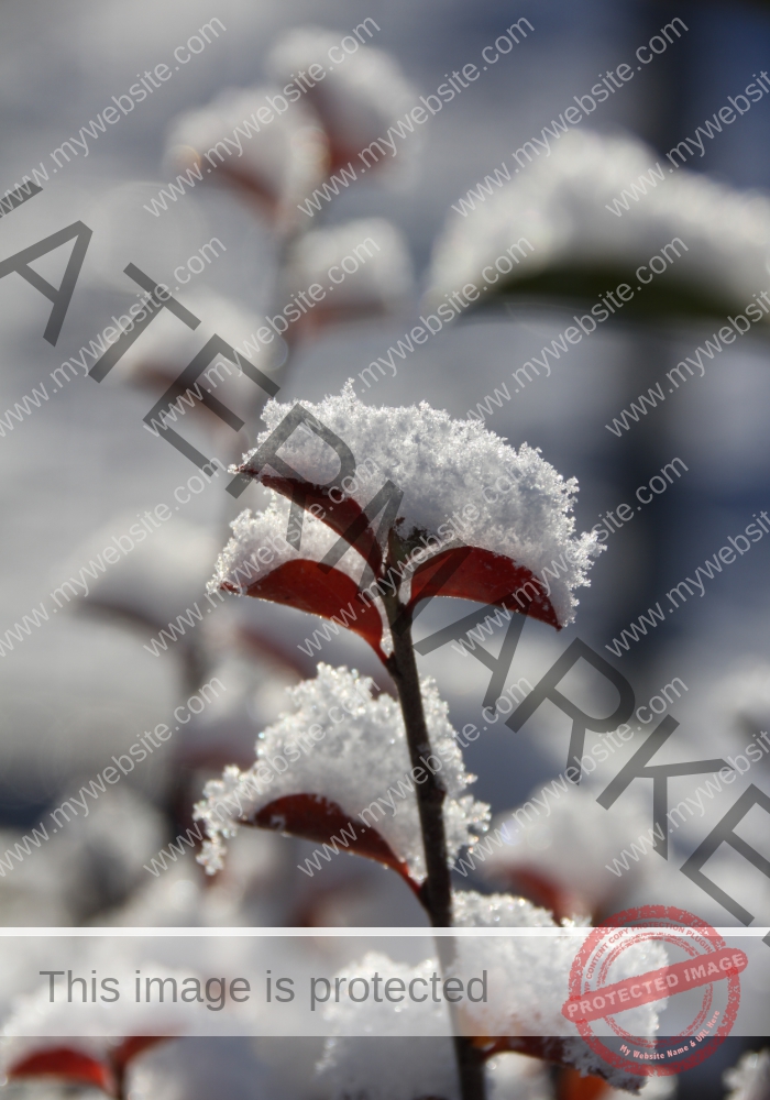 LB Schnee 09
