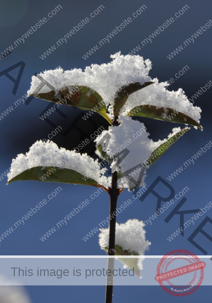 LB Schnee 10
