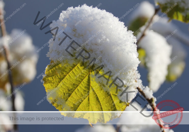 LB Schnee 11