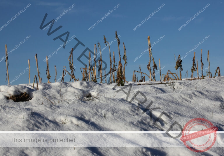 LB Schnee 23
