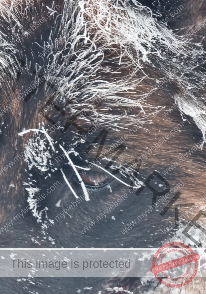 Eyka Schneehund 06
