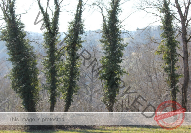 ruh -Schütte 133